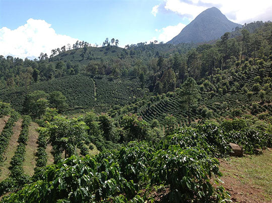 Our Latest Special Roast - Honduras SHG EP